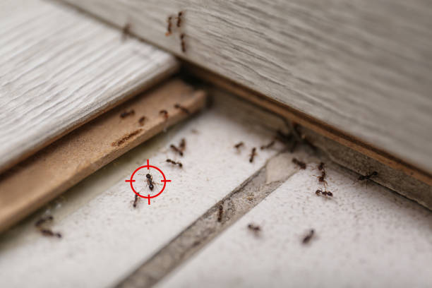 Best Residential Pest Control  in Pocahontas, IA