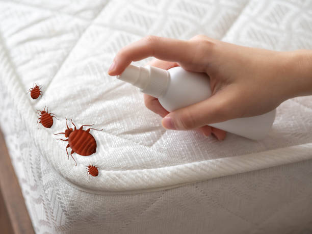 Best Termite Control Services  in Pocahontas, IA