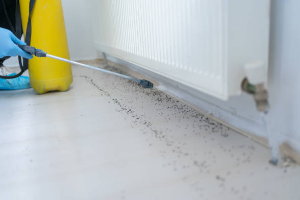 Best Bed Bug Extermination  in Pocahontas, IA